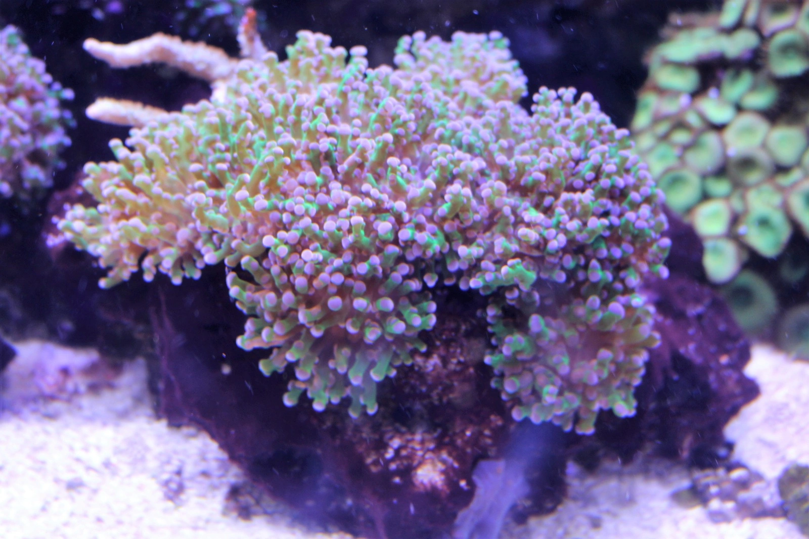 Euphyllia divisa Bicolor